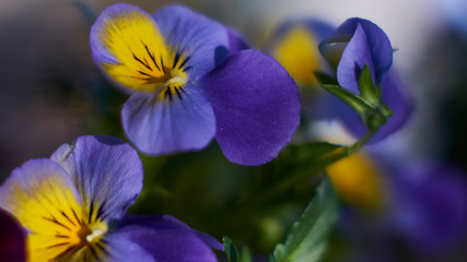 Purple-yellow pansies direct their flowers behind the last rays of the sun