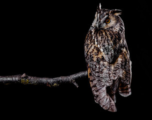 Eared owl sitting on a branch on a black background, portrait of a bird of prey on a black background