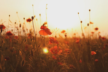 Poppies in the field during sunset.
