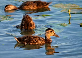 Cute little baby duck family swimming on the lake