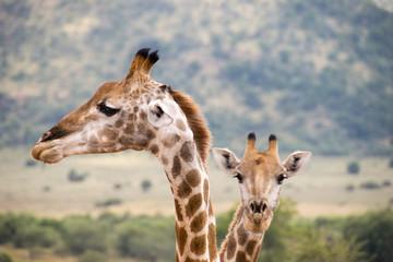 Side profile of giraffe and one in background, Pilanesberg National Park, South Africa