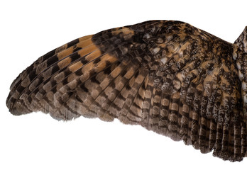 spread owl's wing on a white background, texture of feathers of a bird of prey - 343592084