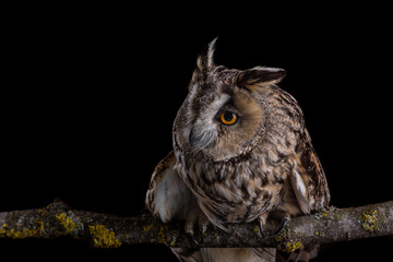 Eared owl sitting on a branch on a black background, portrait of a bird of prey on a black background