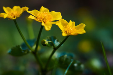 Flowers of marigold in a natural setting of wet meadows