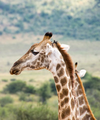 Side profile of giraffe and one in background, Pilanesberg National Park, South Africa