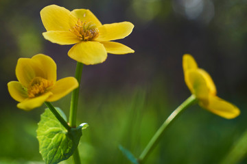 Fototapeta na wymiar Flowers of marigold in a natural setting of wet meadows