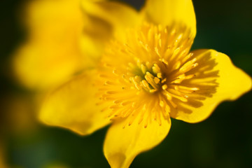 Flowers of marigold in a natural setting of wet meadows