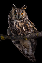 Eared owl sitting on a branch on a black background, portrait of a bird of prey on a black background