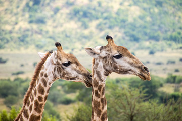 Naklejka premium Side profile of two giraffes, Pilanesberg National Park, South Africa