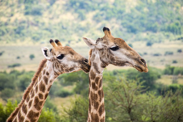 Side profile of two giraffes, Pilanesberg National Park, South Africa