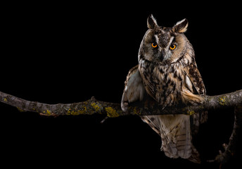 Eared owl sitting on a branch on a black background, portrait of a bird of prey on a black...