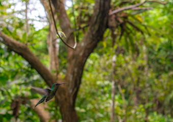 Hummingbirds flying around in Gamboa