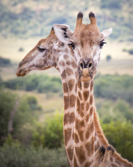Giraffe looking towards camera and one in background, Pilanesberg National Park, South Africa