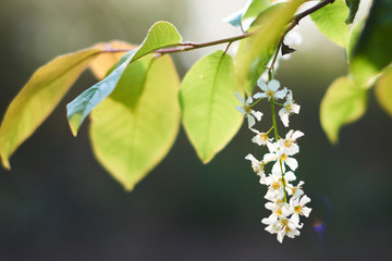 Beautifully flowered branches of wild lilac in the spring forest