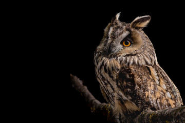 Eared owl sitting on a branch on a black background, portrait of a bird of prey on a black background