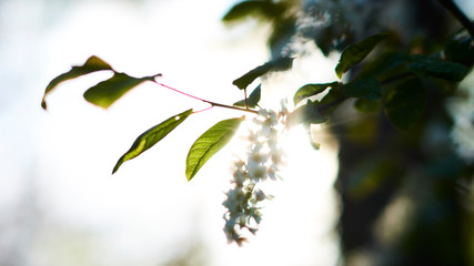 Beautifully flowered branches of wild lilac in the spring forest