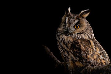 Eared owl sitting on a branch on a black background, portrait of a bird of prey on a black background