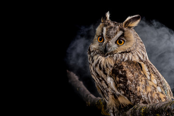Portrait of an eared owl on a dark background with clouds of fog