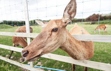 Deer in a grass paddock, are the hoofed ruminant mammals forming the family Cervidae. The two main groups of deer are the Cervinae, including the muntjac, the elk , including the reindeer. © dannyburn