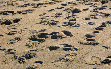 Footprints on Sandy Beach
