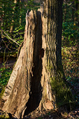 The destroyed and decayed trunk of an old tree