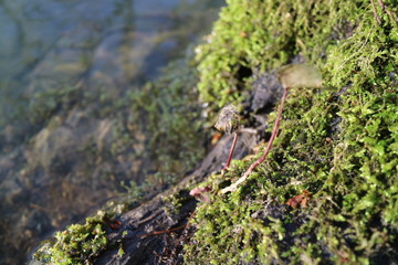 moss on the rock