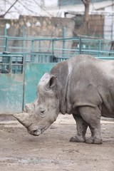 Naklejka premium Rhino male stands on a green background