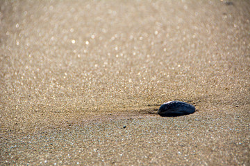 Fototapeta na wymiar Rock on Sandy Beach Close up