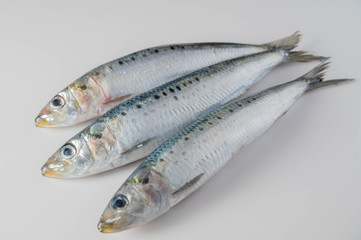 isolated fresh sardine on white background