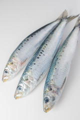 isolated fresh sardine on white background