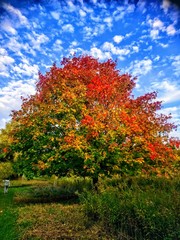 Naklejka premium autumn in the park