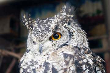 The great horned owl Bubo virginianus with large yellow eyes, also known as the tiger owl is a large owl native to the Americas. Its primary diet is rabbits and hares, rats and mice, and voles,