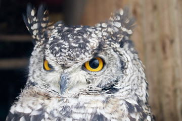 The great horned owl Bubo virginianus with large yellow eyes, also known as the tiger owl is a large owl native to the Americas. Its primary diet is rabbits and hares, rats and mice, and voles,