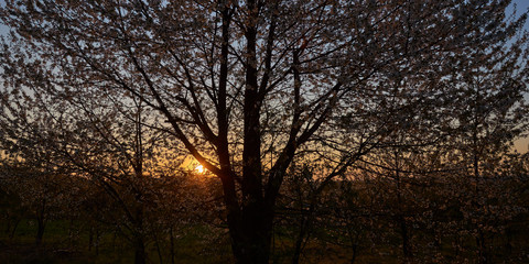 Fototapeta na wymiar Wayside blooming wild cherry with the setting sun in the background