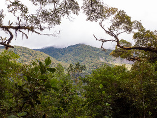 Der Tropische Bergwald am Cerro de la Muerte bei einer Wanderung durch das Savegre Tal in Costa...