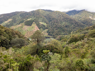 Fototapeta na wymiar Der Tropische Bergwald am Cerro de la Muerte bei einer Wanderung durch das Savegre Tal in Costa Rica.
