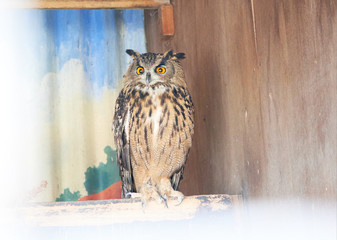 The great horned owl Bubo virginianus with large yellow eyes, also known as the tiger owl is a large owl native to the Americas. Its primary diet is rabbits and hares, rats and mice, and voles,