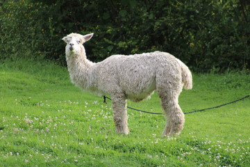 Obraz premium sheep in the grass