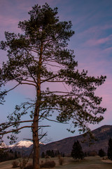 Tree with vivid sunrise in background