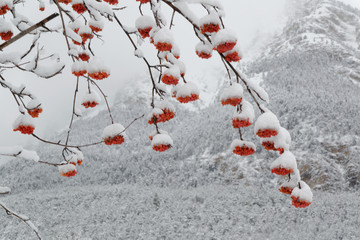 Jausiers, France, 26 décembre 2014 : Fruits rouges du sorbier recouvert de neige avec la montagne...