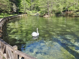 Friendly swan on the lake in spring