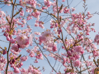 spring time cherry tree and blossoms