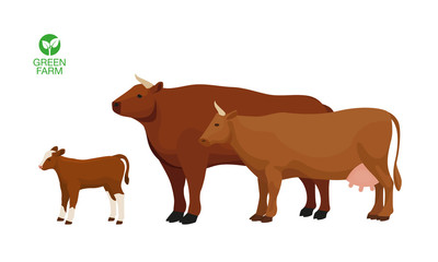 Farm Animals Calf Cow Bull Set Vector Illustration
