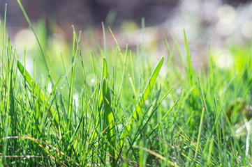 Fresh green grass lit by sunlight. Close-up