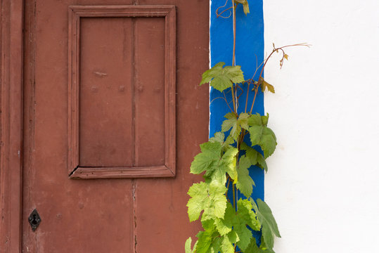 Cepa a crescer &aacute; porta de adega r&uacute;stica
