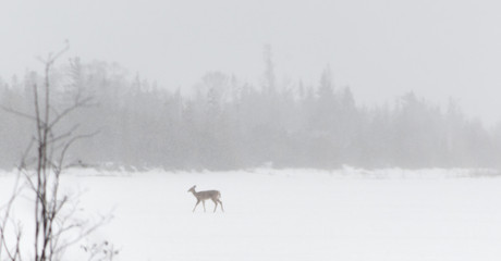 White tailed Deer out in snow walking in a snowstorm