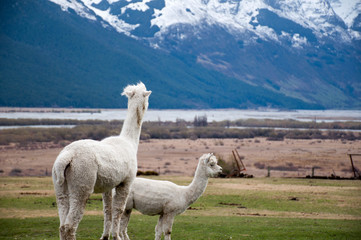 Alpacas cruising on a meadow in New Zealand, near Glenorchy. © zane
