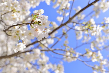桜 (ソメイヨシノ)