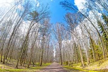 nature forest landscape and road in morning sun rays through trees against backlit sun background Wide fisheye view of path in wood Early spring mixed woodland Natural color of nature
