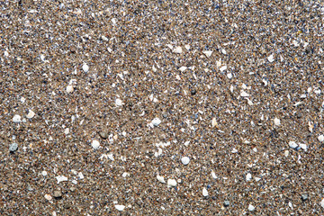 shells on the beach